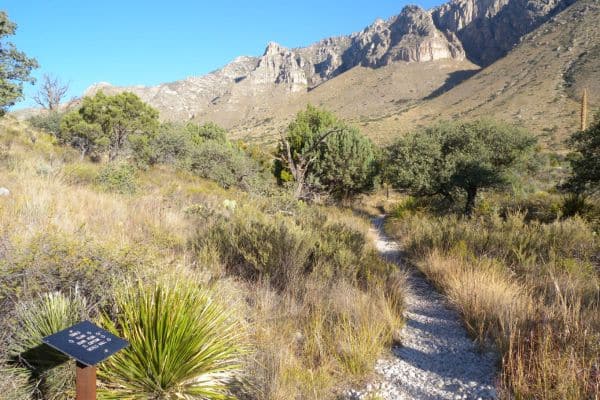 The Bowl Trail guadalupe mountains wildlife