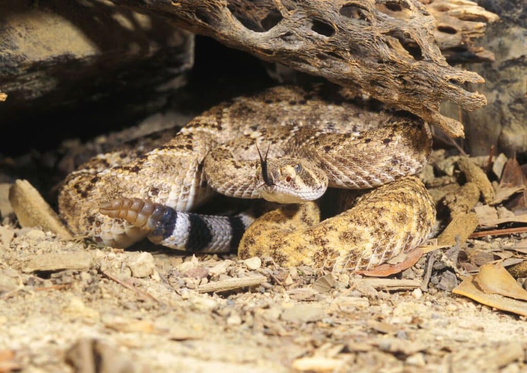 Western Diamondback Rattlesnake Wildlife facts in Guadalupe Mountains National Park