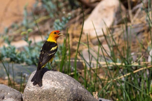 Western Tanager mt hood national forest animals