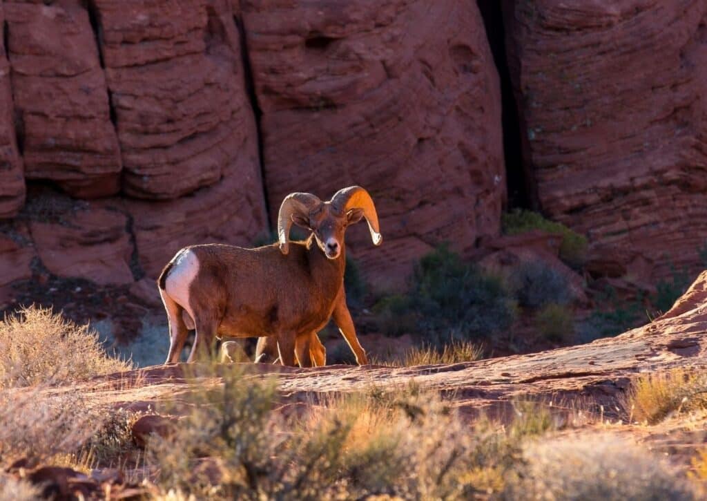 What kind of sheep are in Valley of Fire State Park