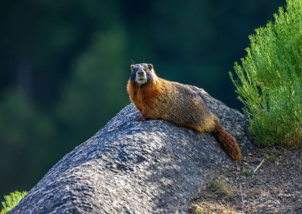 Yellow-Bellied Marmot Crater Lake National Park wildlife 