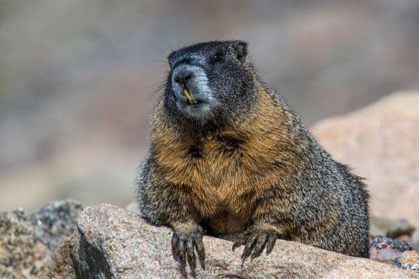 Yellow-bellied Marmot Animals in Tahoe National Forest