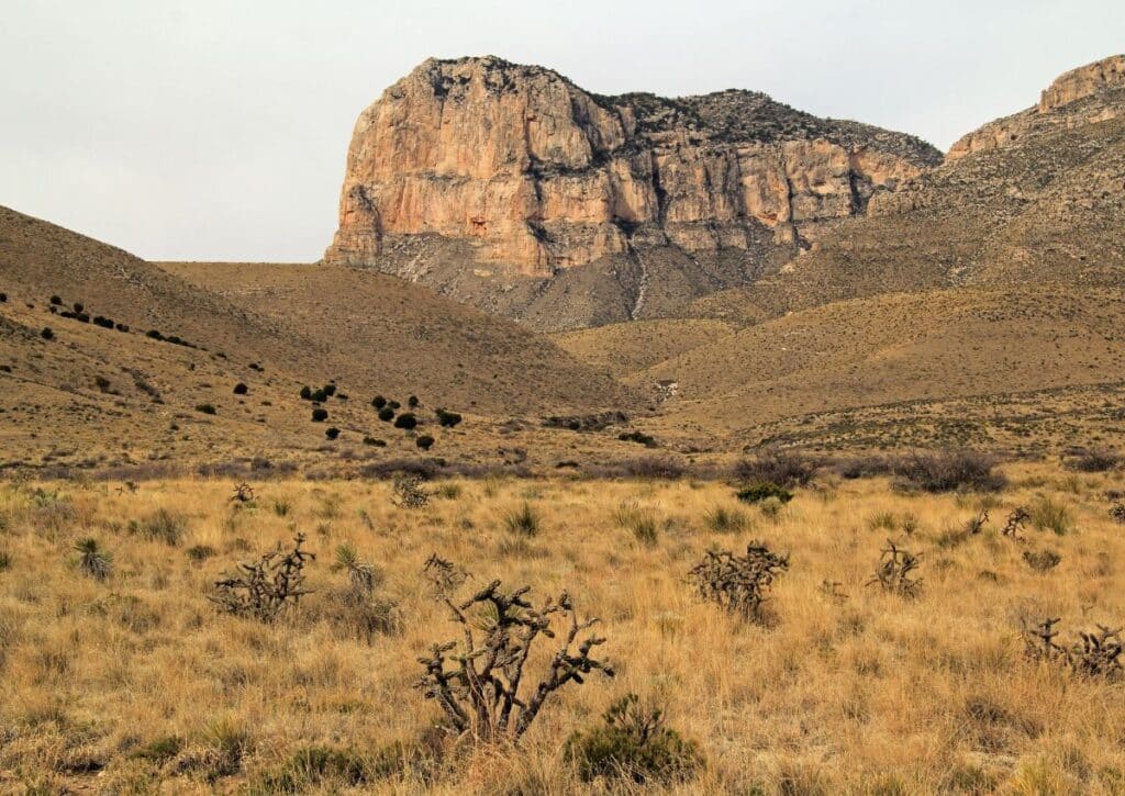 ancient sea Wildlife facts in Guadalupe Mountains National Park
