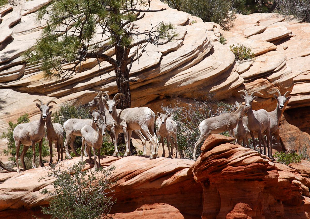 7 Lodges In Zion National Park With The Best Views!