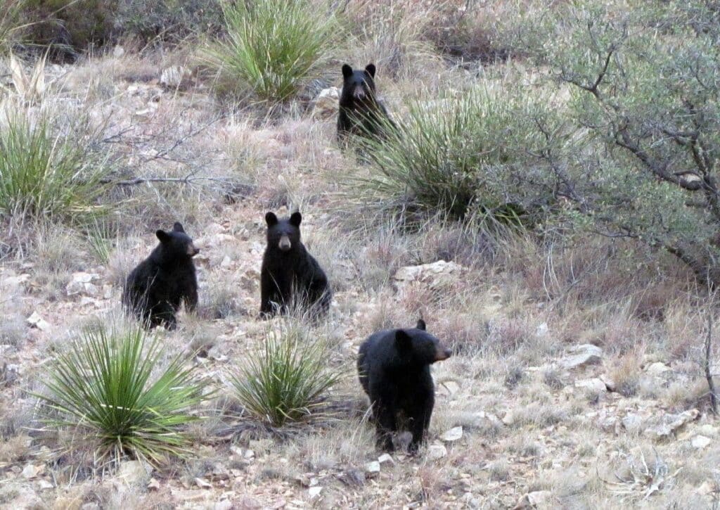 Guadalupe 63 national parks usa