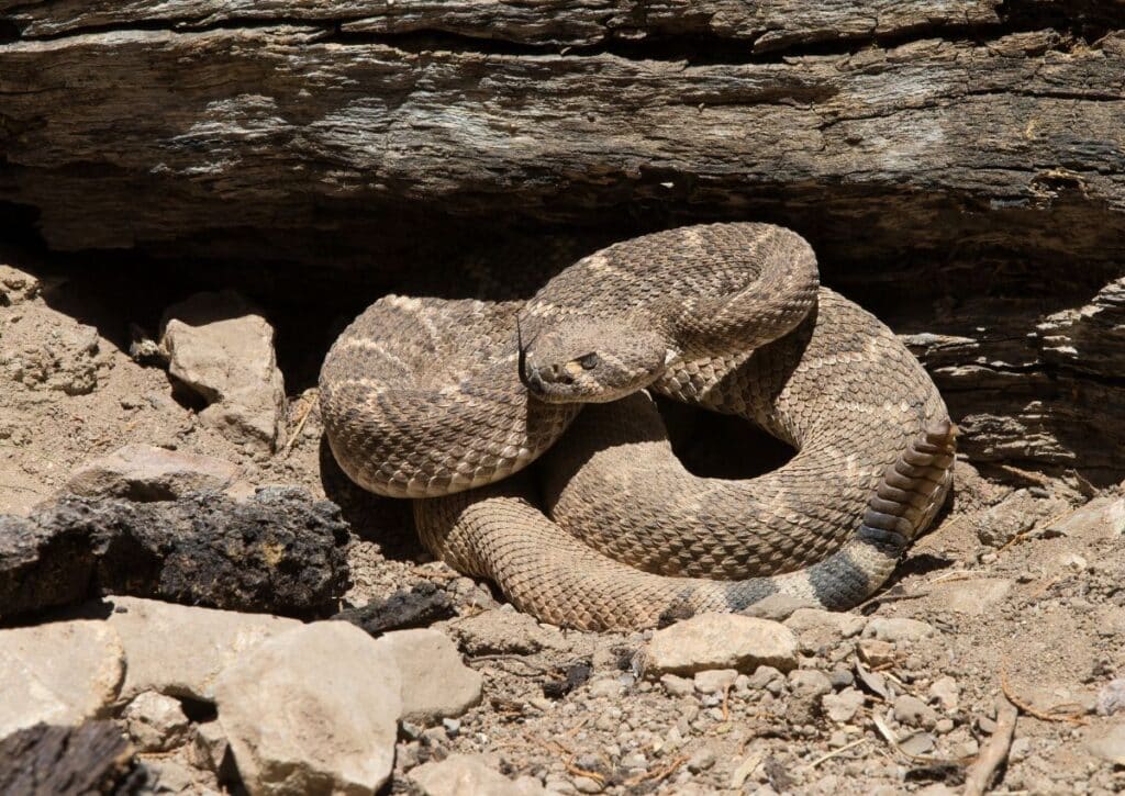 diamond back rattlesnake snakes in the valley of fire