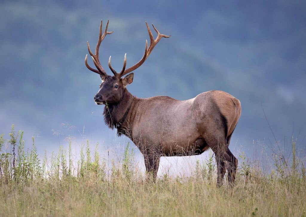 elk Wildlife facts in Guadalupe Mountains National Park