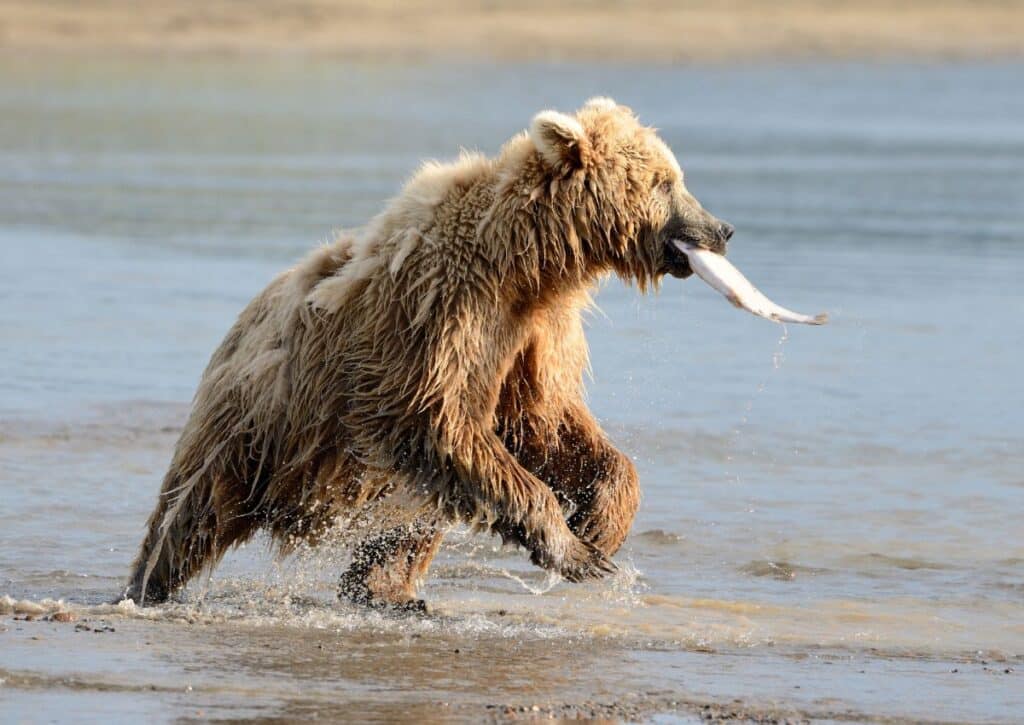 fishing grizzly facts about the wildlife in yellowstone