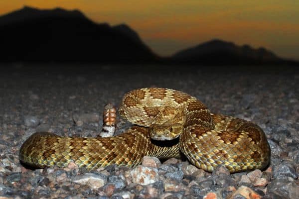 Top 10 Dangerous Animals in Valley of Fire! mojave Rattlesnakes dangerous animals in valley of fire