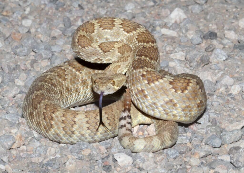 mojave rattlesnake snakes in the valley of fire