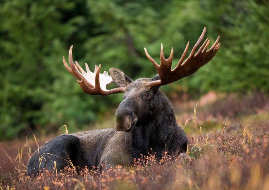 moose facts about the wildlife in yellowstone