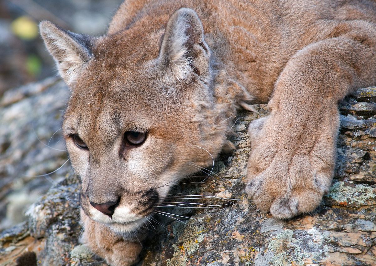 Mountain Lions In Guadalupe Mountains National Park