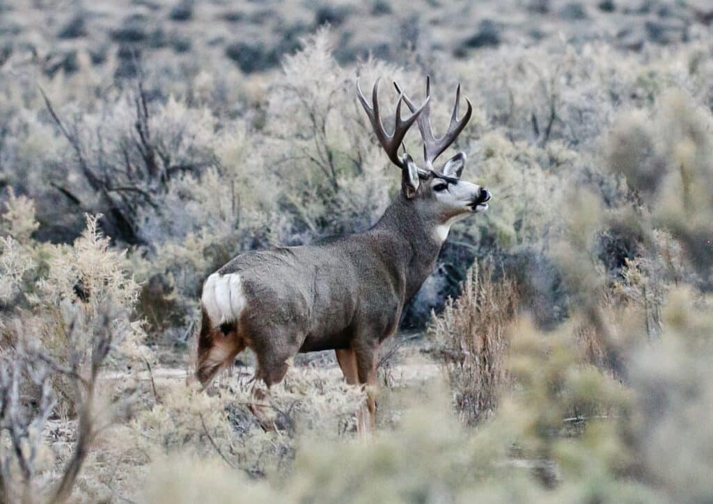 mule deer Wildlife facts in Guadalupe Mountains National Park