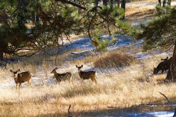 Animals in Arapaho and Roosevelt National Forests mule deer