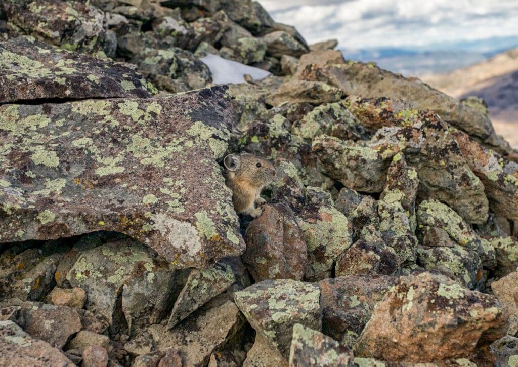 pika facts about the wildlife in yellowstone