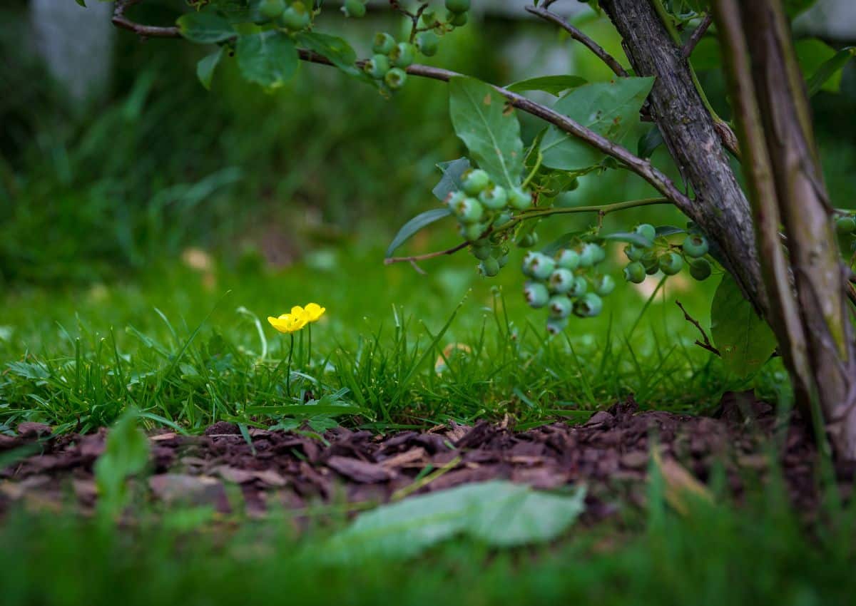 Plants In The Catskill Mountains: A HIkers Guide!