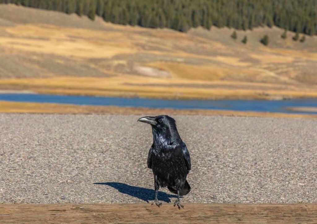 raven fun facts about the wildlife in yellowstone