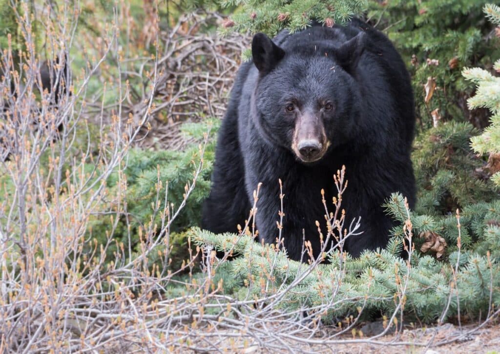 seeing bears in guadalupe