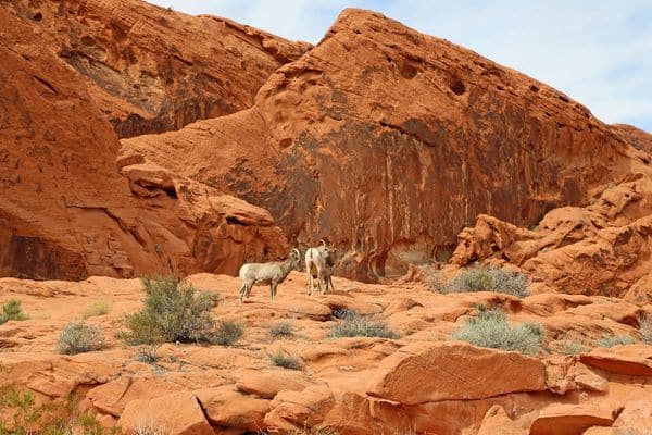 sheep in valley of fire