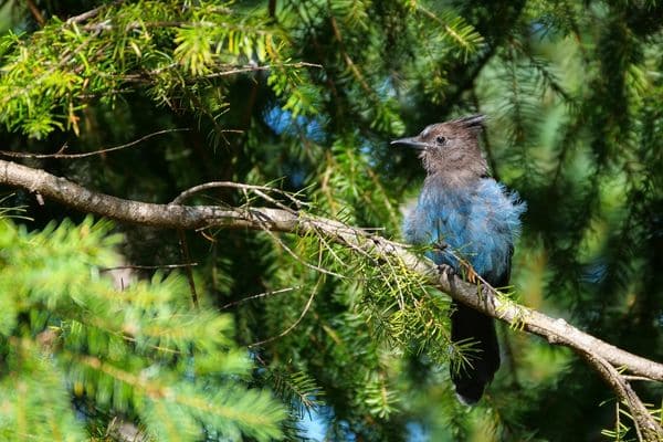 stellar's jay Beavers Animals in Tahoe National Forest