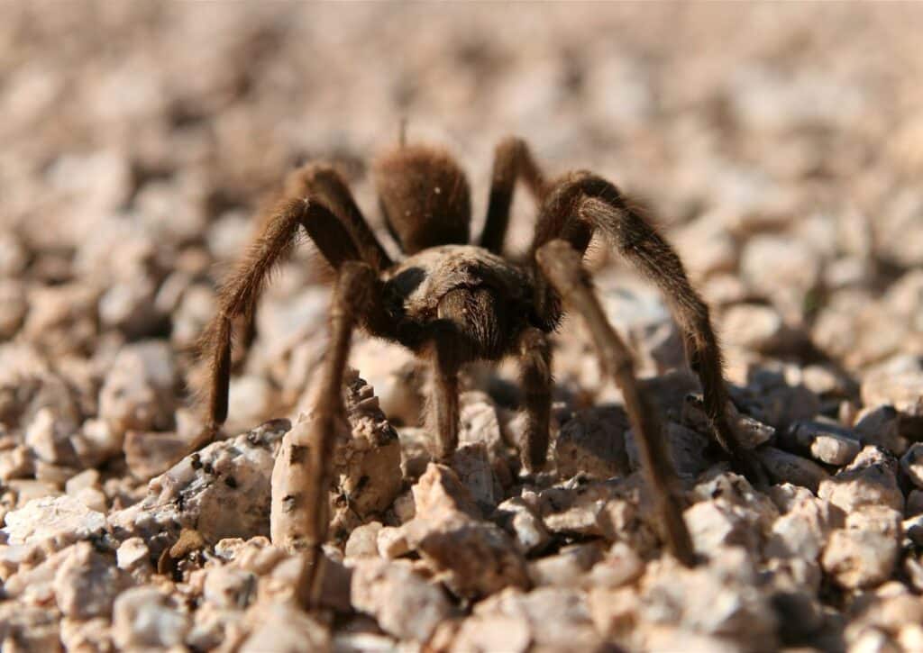 tarantula