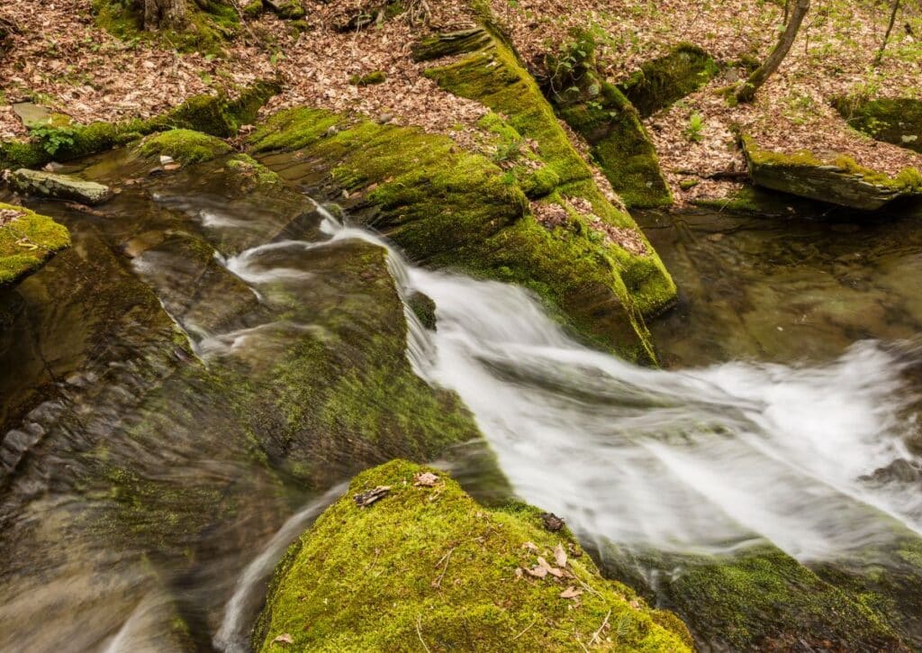 Kelly Hollow Loop see endangered animals in catskills