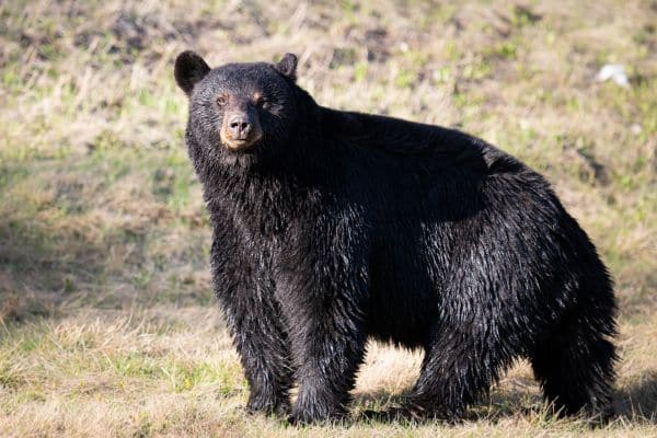 understand Bears in Arapaho national forest