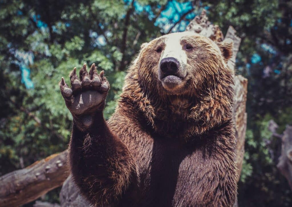 waving bear fun facts about the wildlife in yellowstone