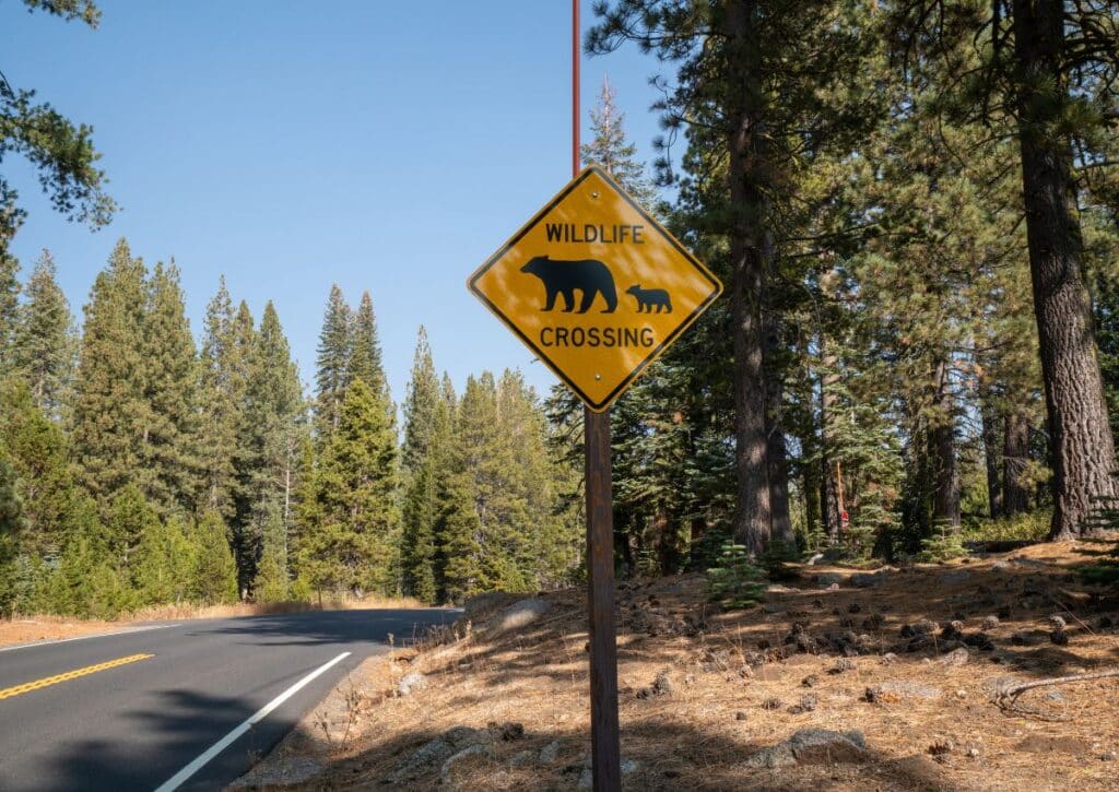 Tioga Pass Entrance  Best Yosemite Entrance