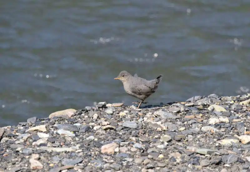 20 Animals in Grand Canyon National Park Seen on Our Hikes! (Photos and Tips Included) American Dipper grand canyon animals