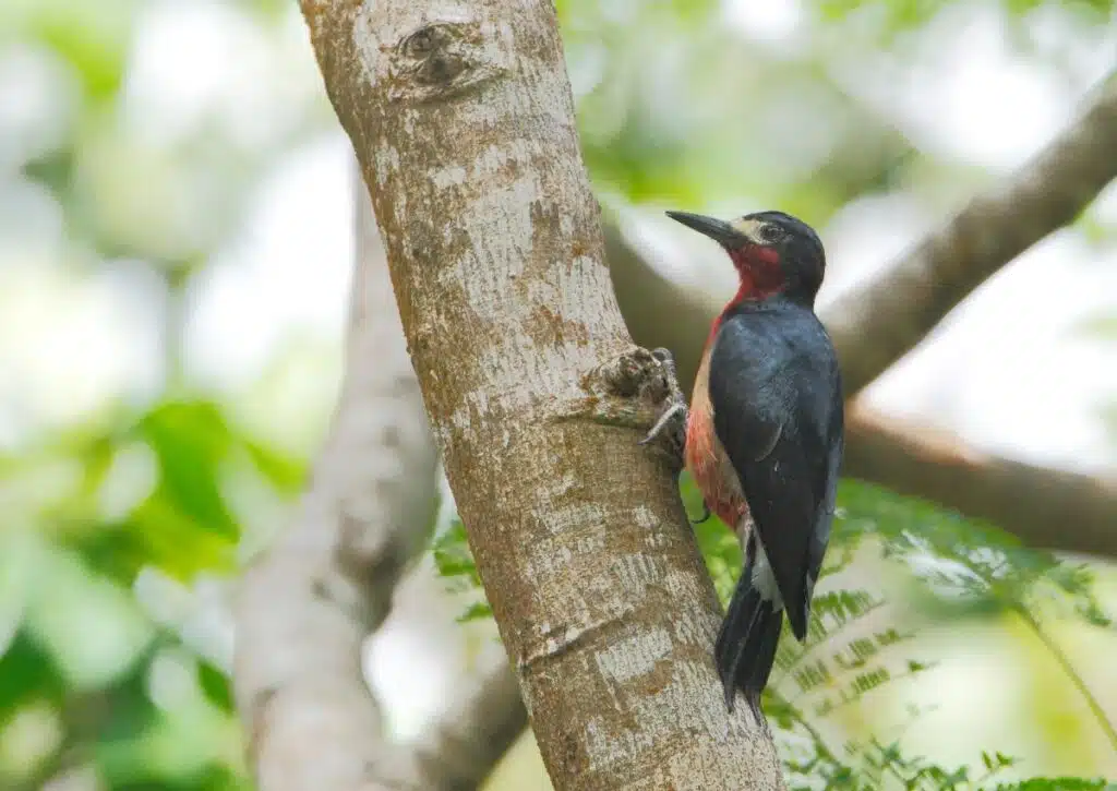 Animals in Puerto Rican Emerald