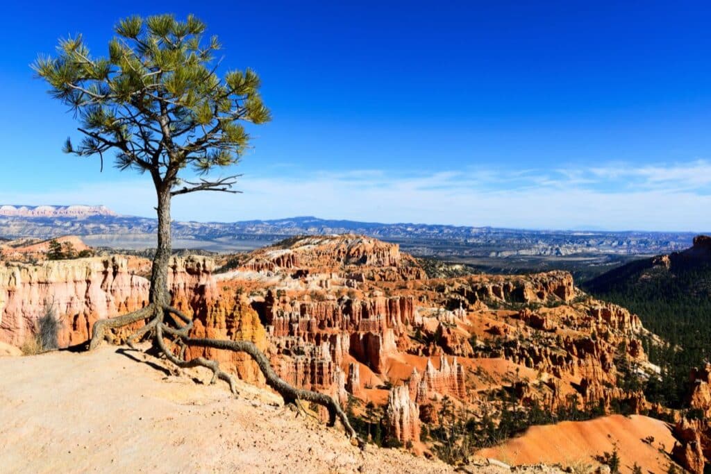 Bristlecone Pine  FACTS ABOUT BRYCE CANYON NATIONAL PARK