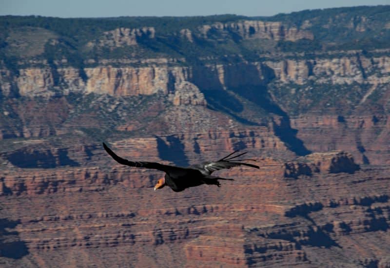 California Condor  grand canyon animals