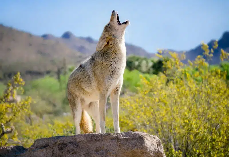 20 Animals in Grand Canyon National Park Seen on Our Hikes! (Photos and Tips Included) Coyotes grand canyon animals