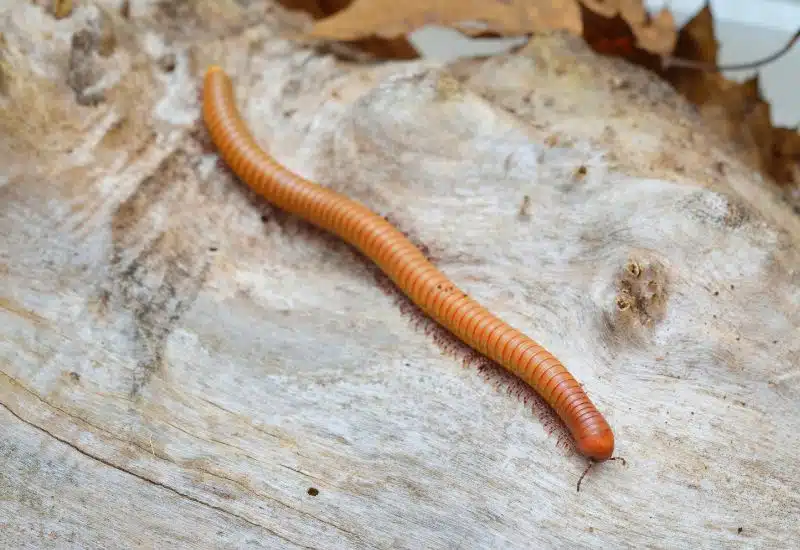 20 Animals in Grand Canyon National Park Seen on Our Hikes! (Photos and Tips Included) Desert Millipede
