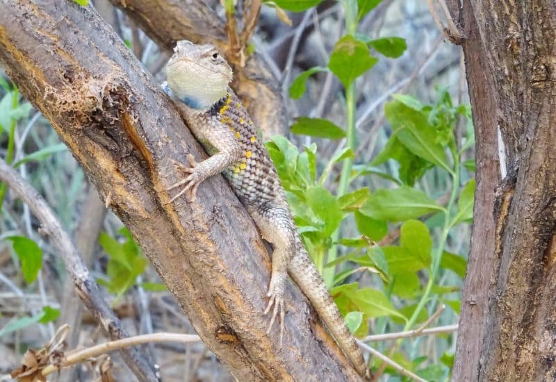 Desert Spiny Lizard animals in the grand canyon