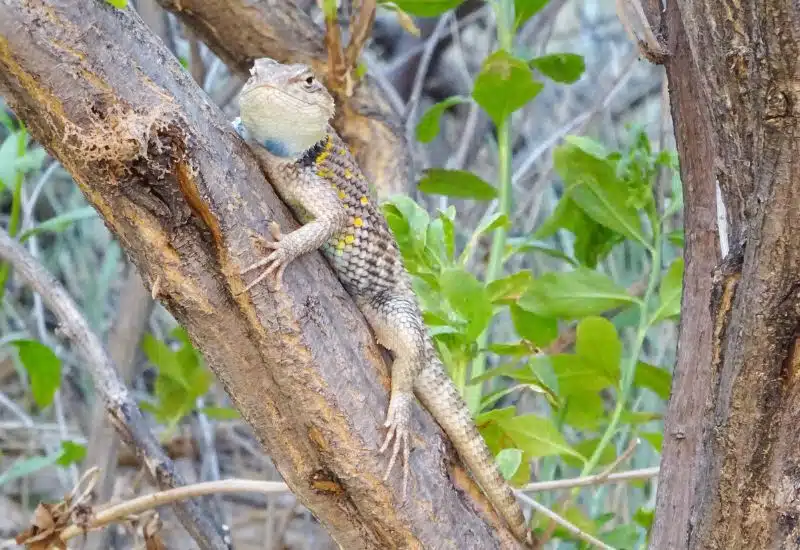 20 Animals in Grand Canyon National Park Seen on Our Hikes! (Photos and Tips Included) Desert Spiny Lizard animals in the grand canyon