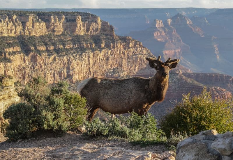 Elk  grand canyon animals