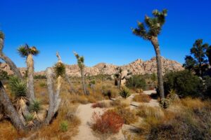 Fun Facts about Joshua Tree National Park