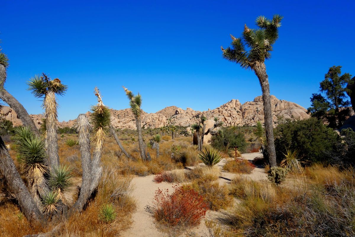 18 Fun Facts About Joshua Tree National Park A Fascinating Journey 4526