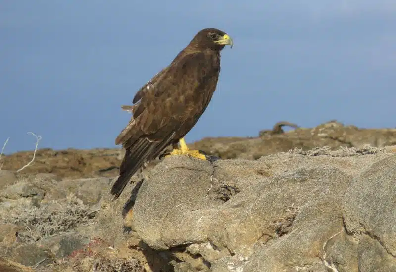 20 Animals in Grand Canyon National Park Seen on Our Hikes! (Photos and Tips Included) Golden Eagle grand canyon animals