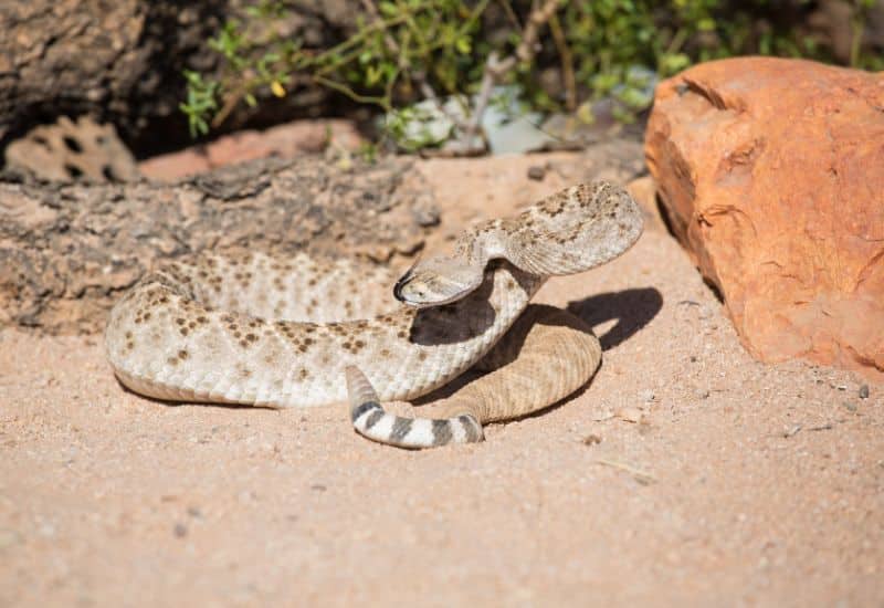 Grand Canyon Rattlesnake grand canyon animals