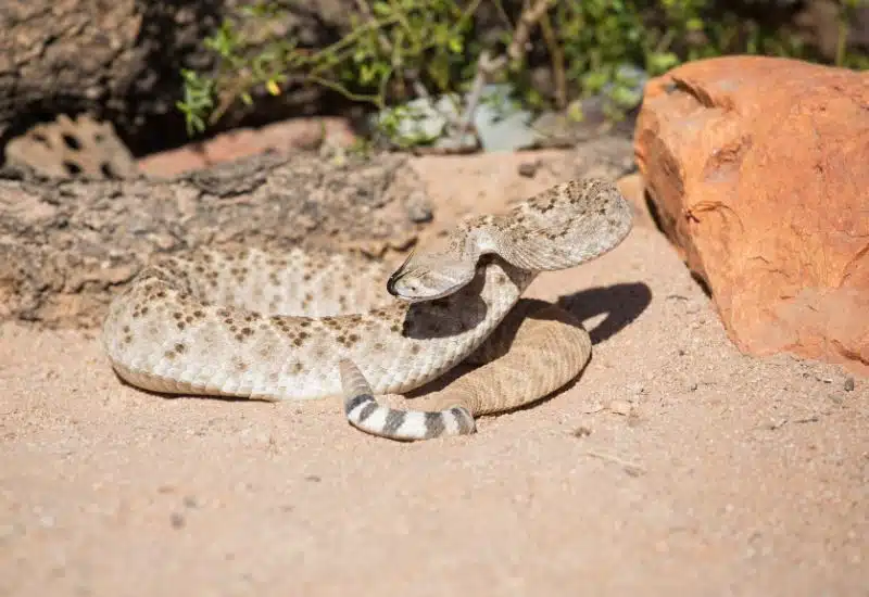 20 Animals in Grand Canyon National Park Seen on Our Hikes! (Photos and Tips Included) Grand Canyon Rattlesnake grand canyon animals