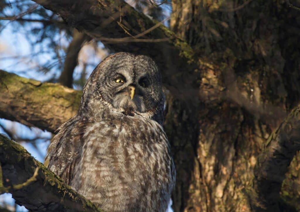 Great Gray Owls facts about wildlife in yosemite