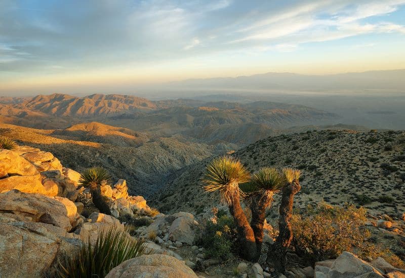 Mojave and Colorado Deserts fun facts about joshua tree national park 
