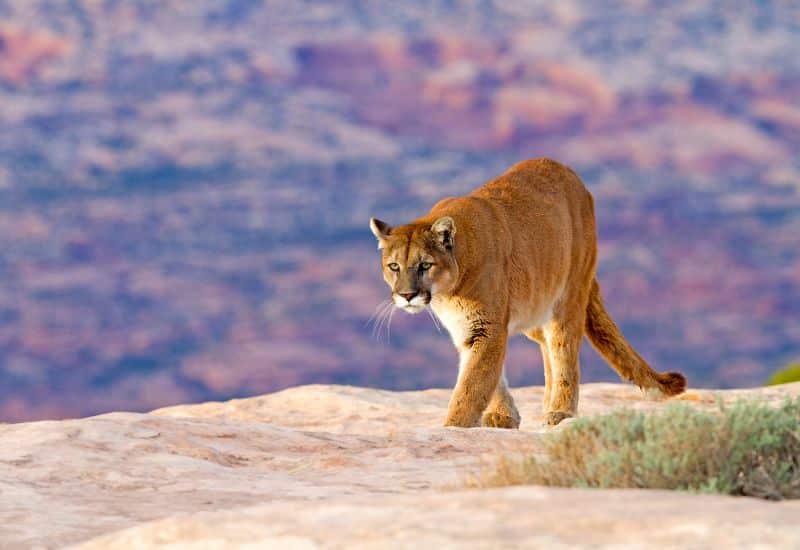 Mountain Lion  grand canyon animals