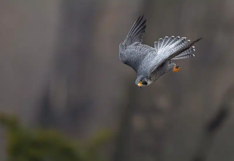 20 Animals in Grand Canyon National Park Seen on Our Hikes! (Photos and Tips Included) Peregrine Falcon grand canyon animals