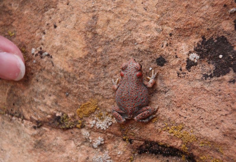Red-spotted Toad  grand canyon animals