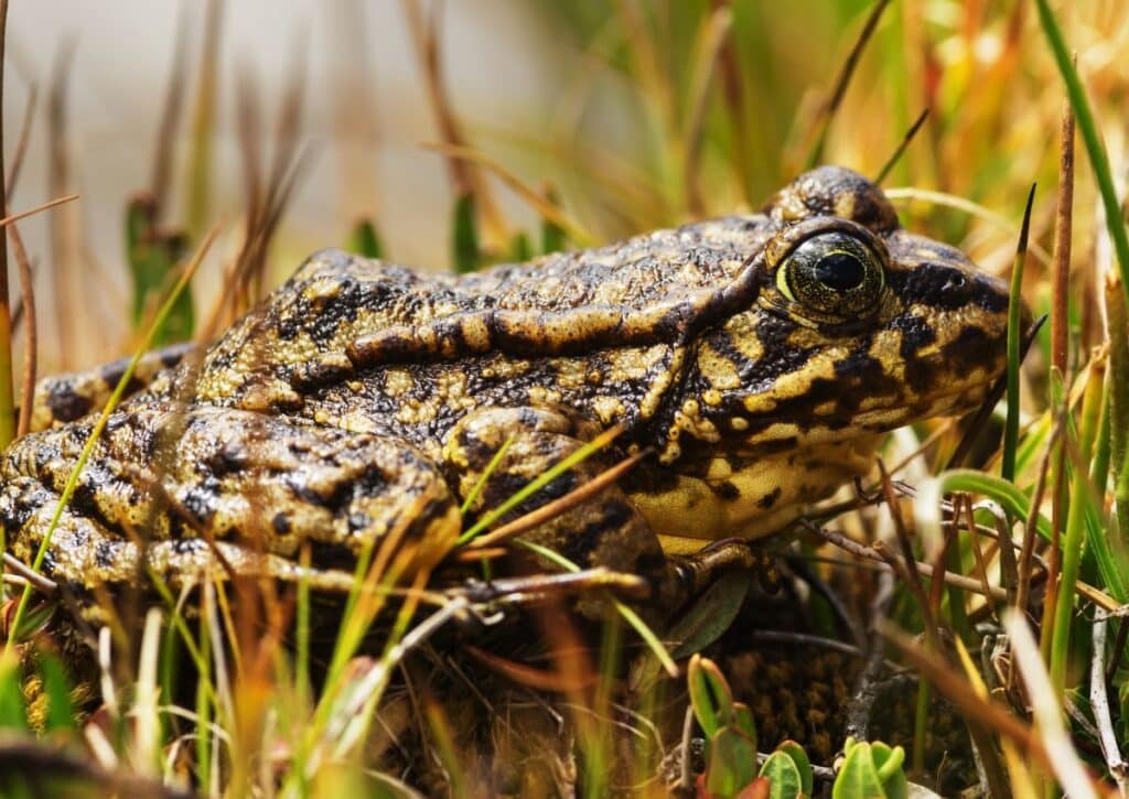 Sierra Nevada Yellow-Legged Frog facts about wildlife in yosemite