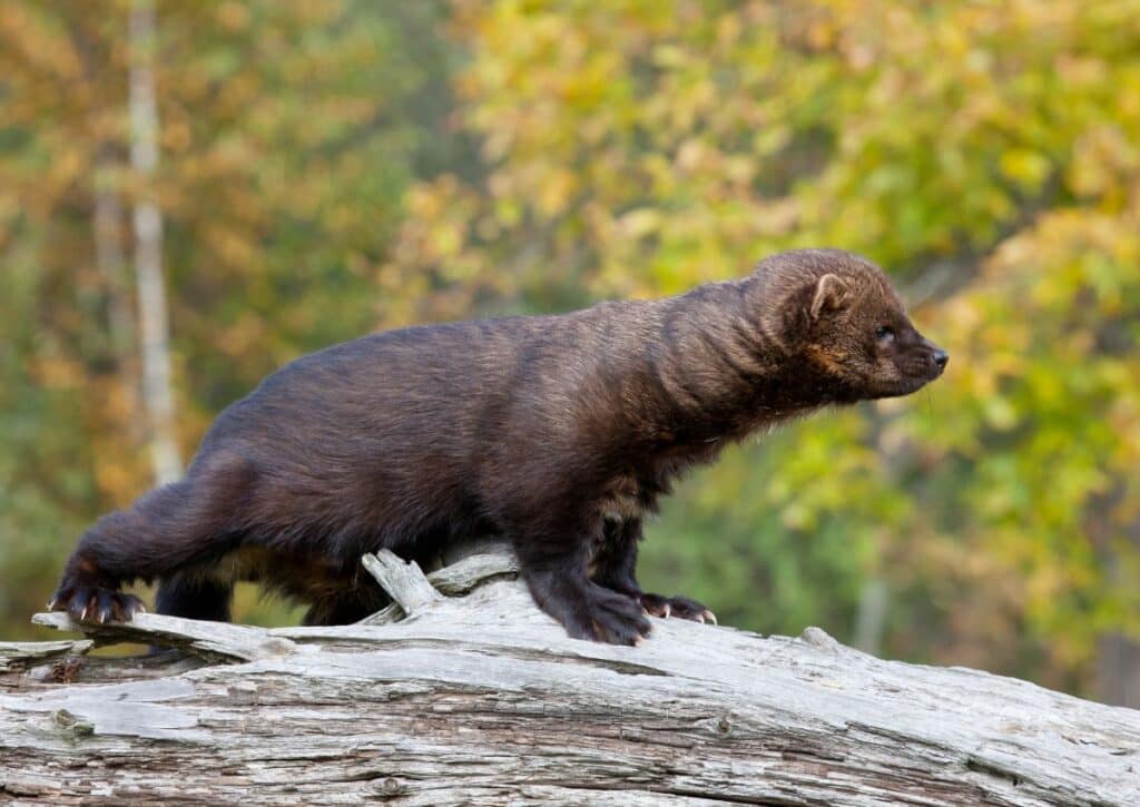 THE PACIFIC FISHER facts about wildlife in yosemite